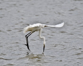 Great Egret Isanuma Wed, 6/8/2016