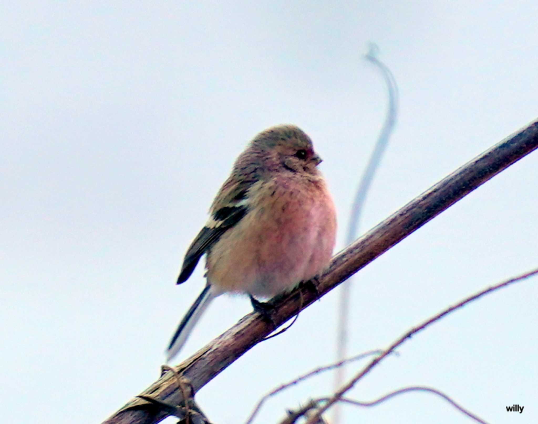 Photo of Siberian Long-tailed Rosefinch at  by willy