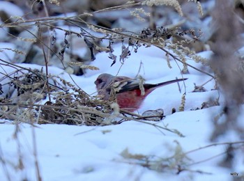 Siberian Long-tailed Rosefinch 佐久 Sat, 1/30/2021