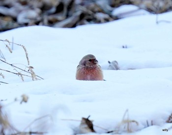 Siberian Long-tailed Rosefinch 佐久 Sat, 1/30/2021