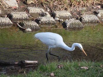 2021年1月29日(金) 武蔵野公園～野川公園の野鳥観察記録