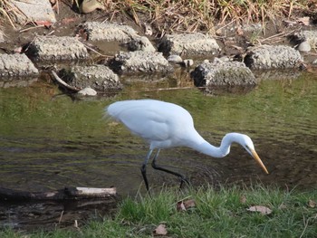 Great Egret 武蔵野公園～野川公園 Fri, 1/29/2021