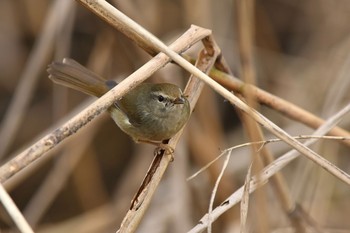 Japanese Bush Warbler Unknown Spots Tue, 2/2/2021