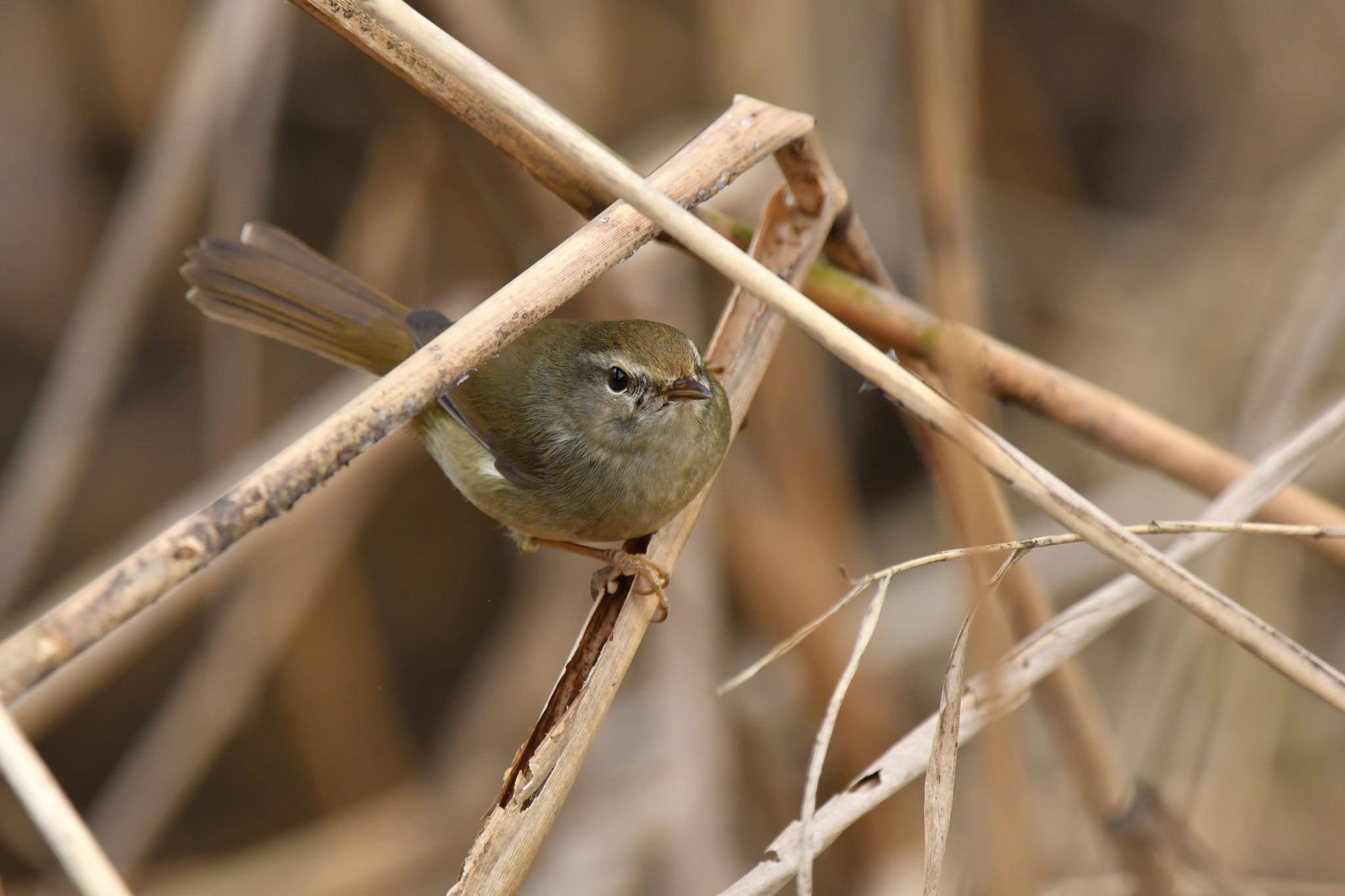 Photo of Japanese Bush Warbler at  by ヨウコ