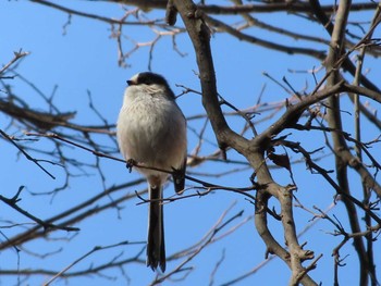 2021年1月31日(日) 玉川上水(小平)の野鳥観察記録