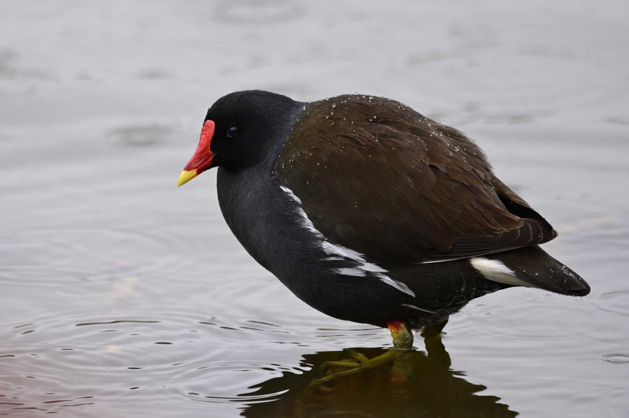 Common Moorhen