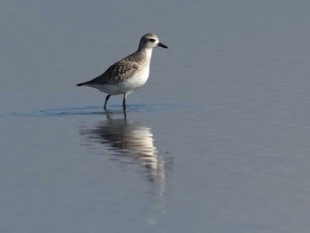 ダイゼン ふなばし三番瀬海浜公園 2021年2月2日(火)