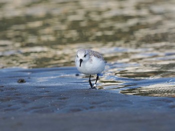 ミユビシギ ふなばし三番瀬海浜公園 2021年2月2日(火)