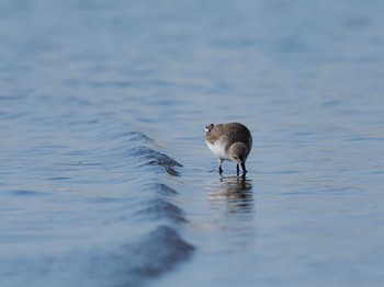 ハマシギ ふなばし三番瀬海浜公園 2021年2月2日(火)