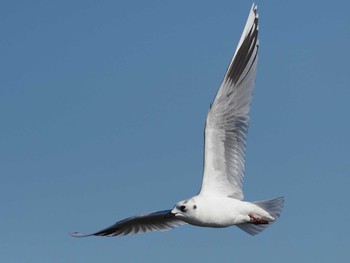 ズグロカモメ ふなばし三番瀬海浜公園 2021年2月2日(火)