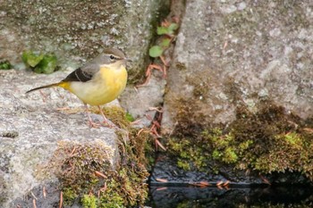 Grey Wagtail 守谷四季の里公園 Mon, 1/11/2021