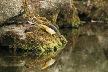 キセキレイ 守谷四季の里公園 2021年1月11日(月)