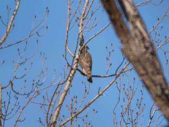 Sun, 1/31/2021 Birding report at 荒川生物生態園(東京都板橋区)