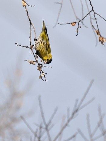 Eurasian Siskin Unknown Spots Tue, 2/2/2021