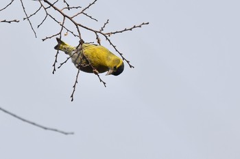 Eurasian Siskin Unknown Spots Tue, 2/2/2021