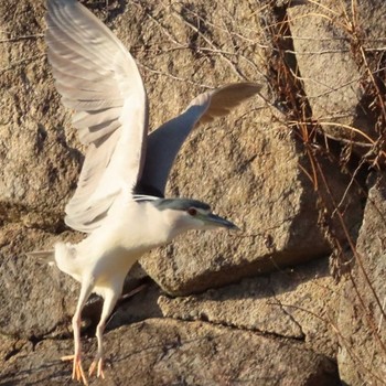 Black-crowned Night Heron 岡山烏城公園 Tue, 2/2/2021