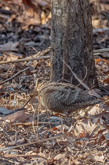 Eurasian Woodcock Maioka Park Tue, 2/11/2020