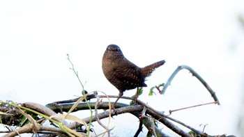 ミソサザイ 新旭水鳥観察センター 2021年1月5日(火)