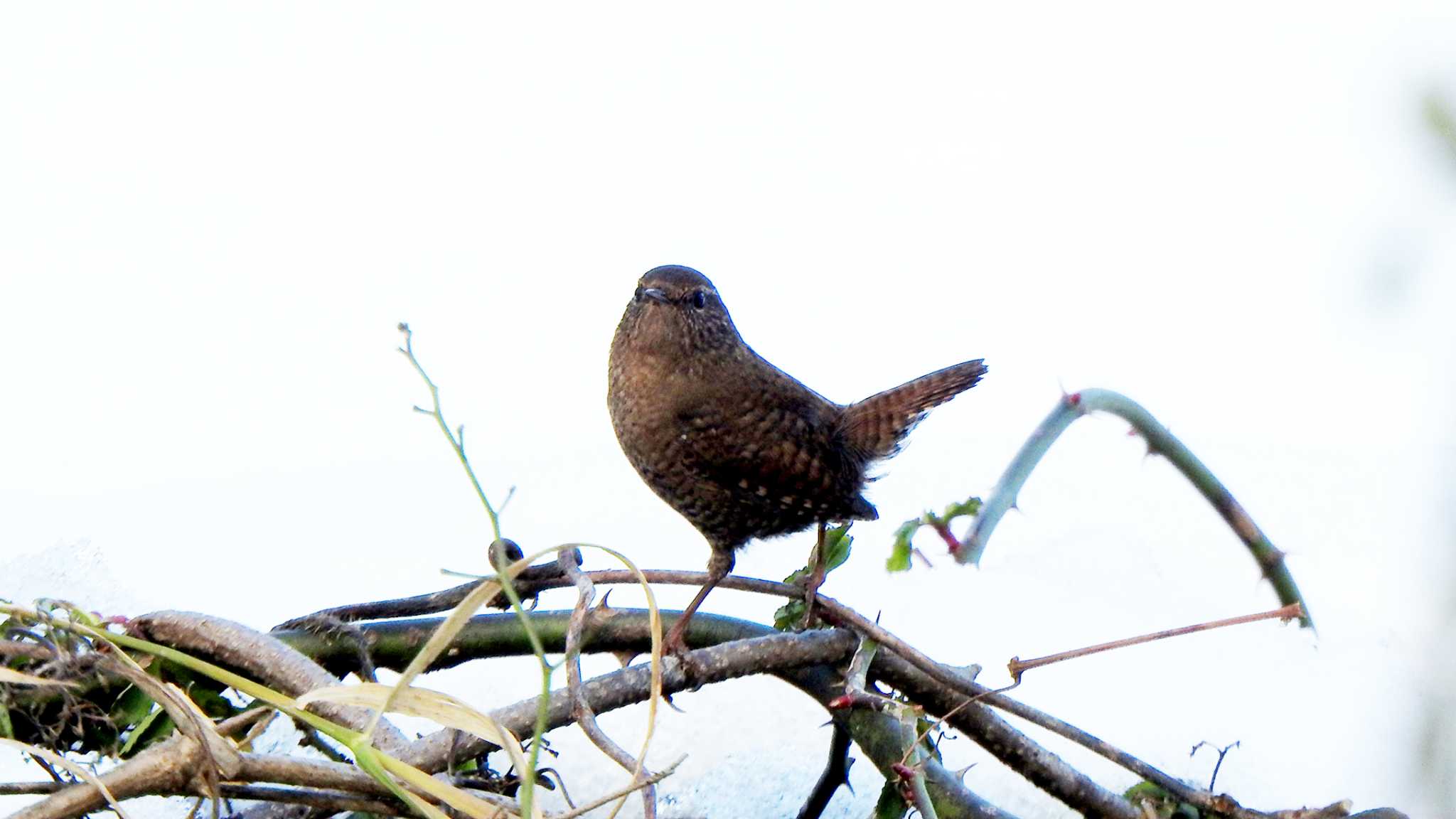 新旭水鳥観察センター ミソサザイの写真 by 喜夛三男