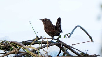 ミソサザイ 新旭水鳥観察センター 2021年1月5日(火)