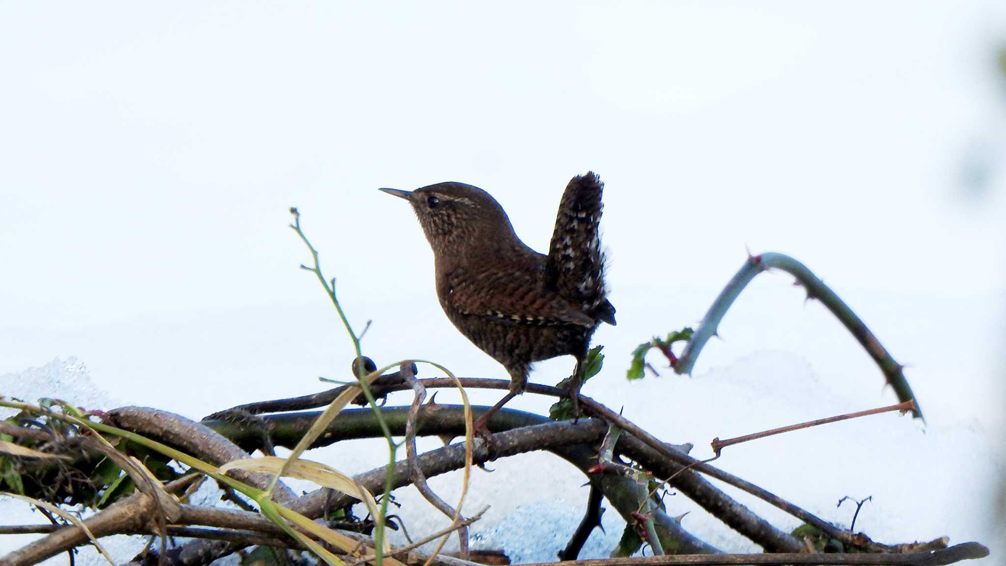 新旭水鳥観察センター ミソサザイの写真 by 喜夛三男