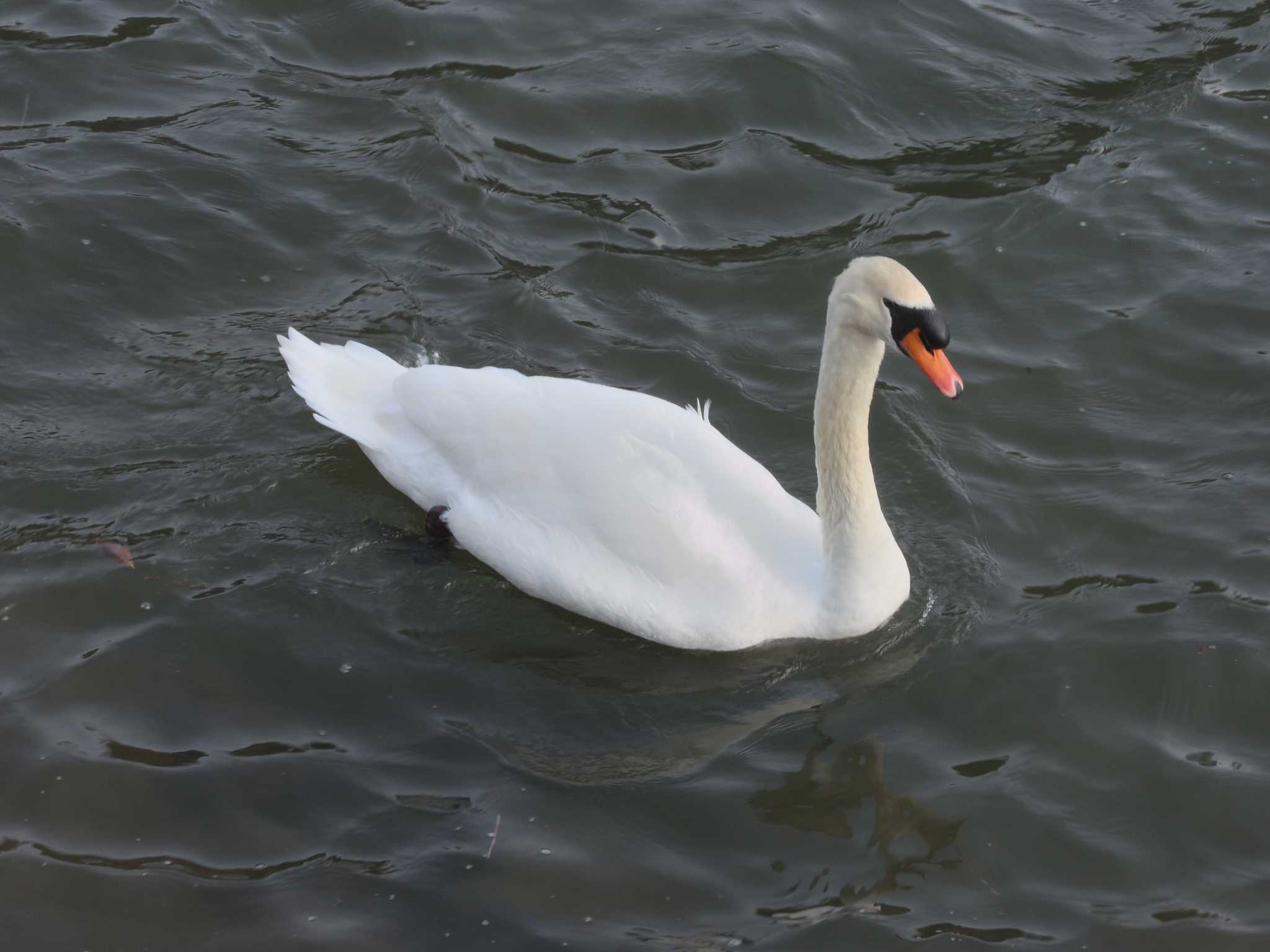 名城公園 コブハクチョウの写真