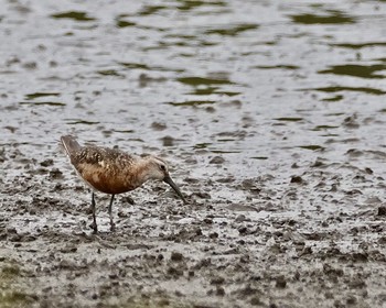 Curlew Sandpiper Isanuma Wed, 9/14/2016