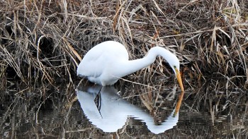 ダイサギ 鴨川 2021年1月5日(火)