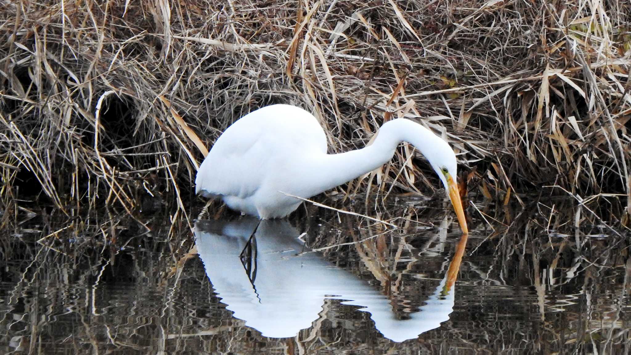 鴨川 ダイサギの写真