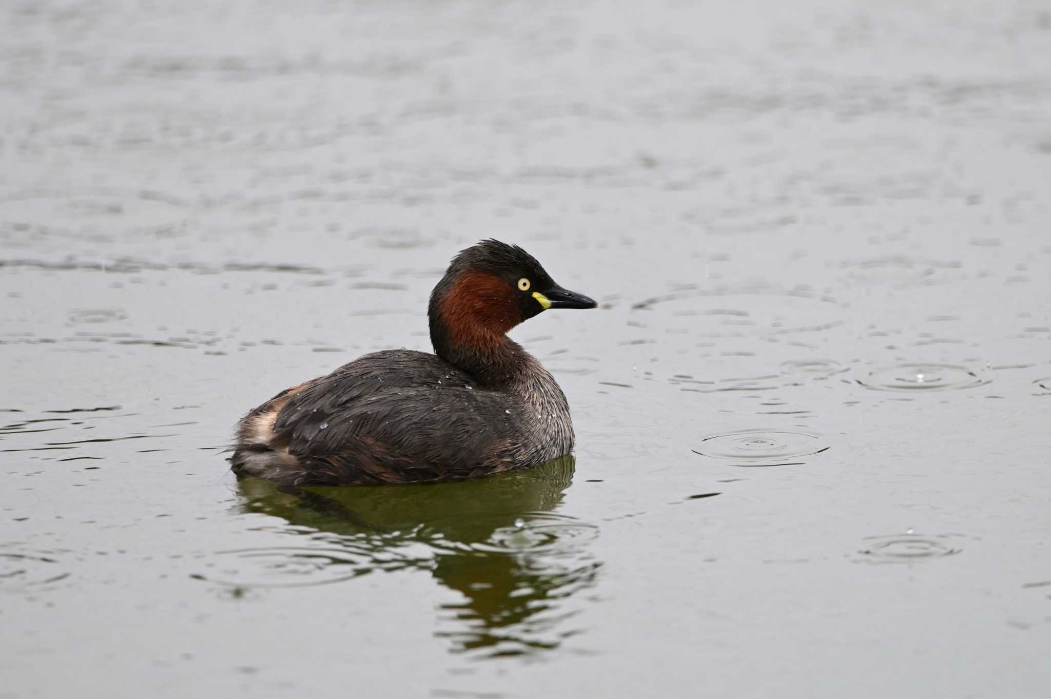 Little Grebe