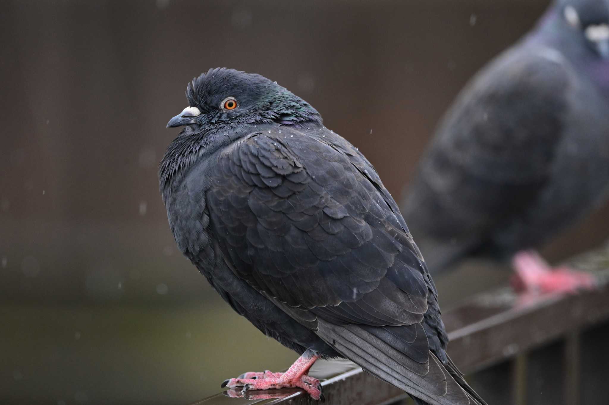 Rock Dove