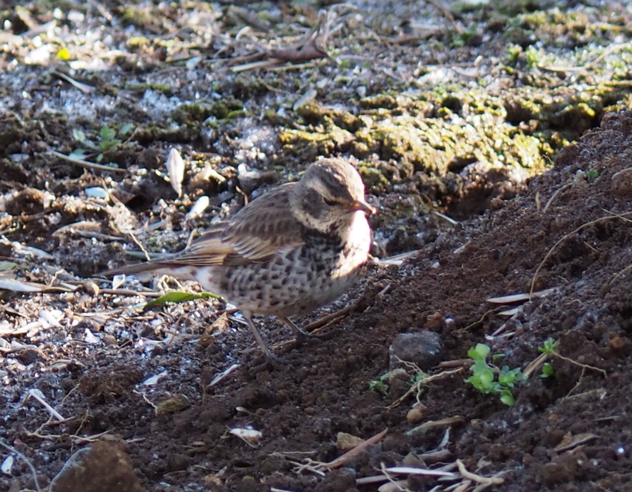 Photo of Dusky Thrush at 横浜市 by まさ