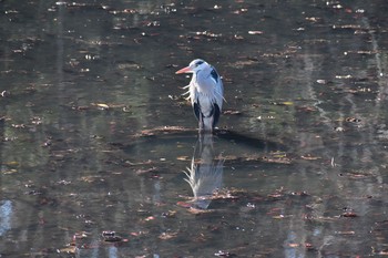 アオサギ 岩槻城址公園 2021年2月3日(水)