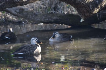 カルガモ 岩槻城址公園 2021年2月3日(水)