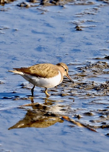 Common Sandpiper Isanuma Sun, 12/20/2015