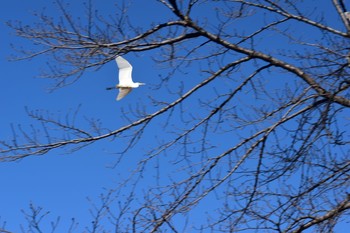 ダイサギ 岩槻城址公園 2021年2月3日(水)