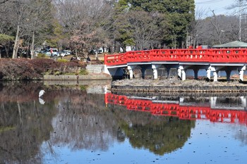 アオサギ 岩槻城址公園 2021年2月3日(水)