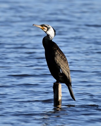 Great Cormorant 多々良沼公園 Sun, 1/10/2016