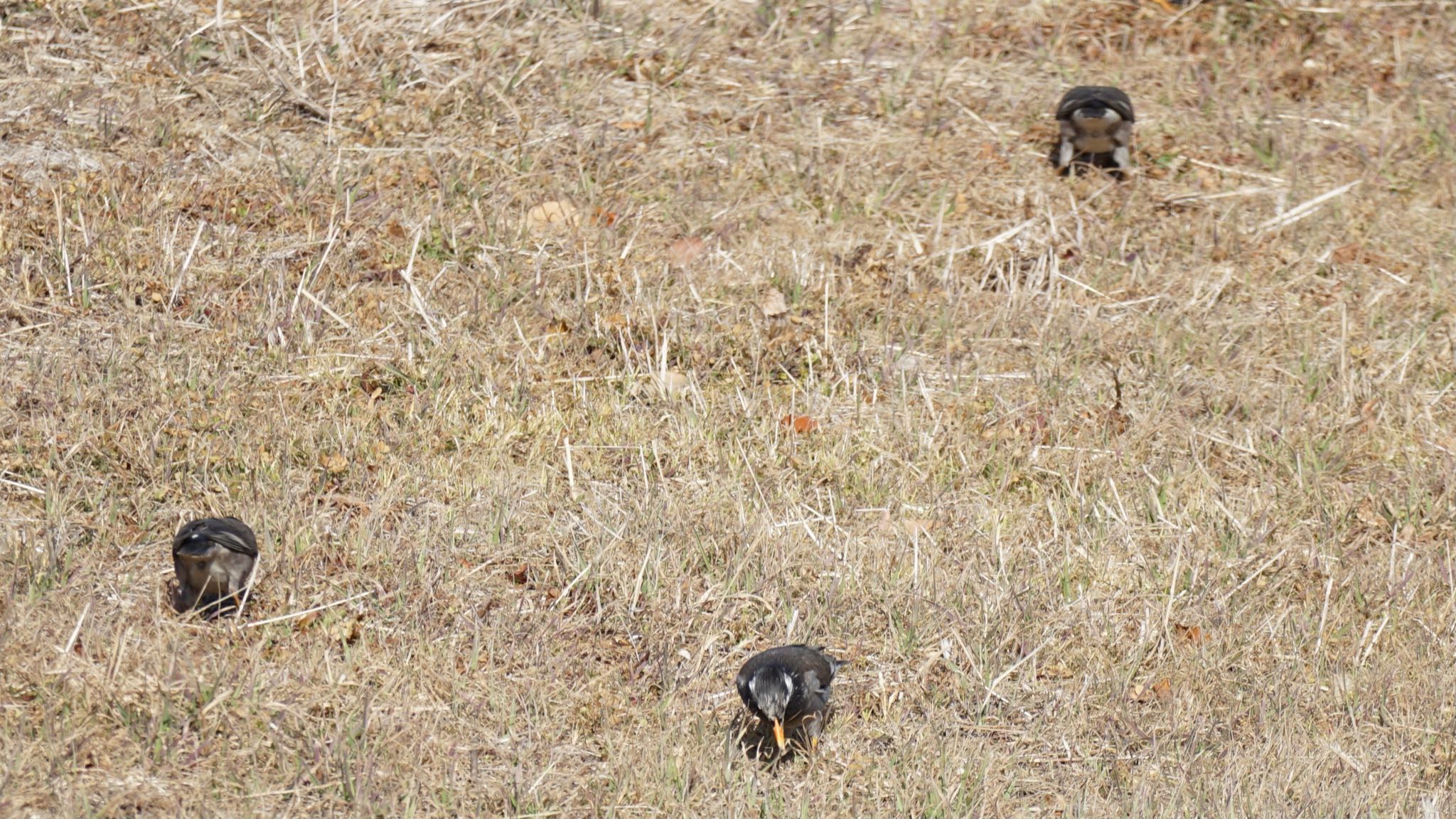 Photo of White-cheeked Starling at Ooaso Wild Bird Forest Park by ツピ太郎