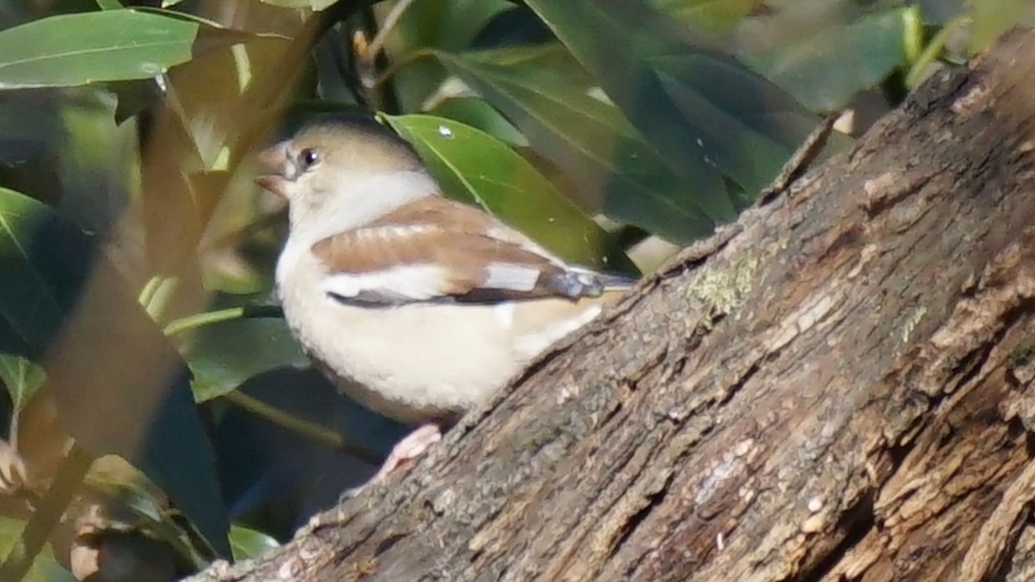 Photo of Hawfinch at Ooaso Wild Bird Forest Park by ツピ太郎