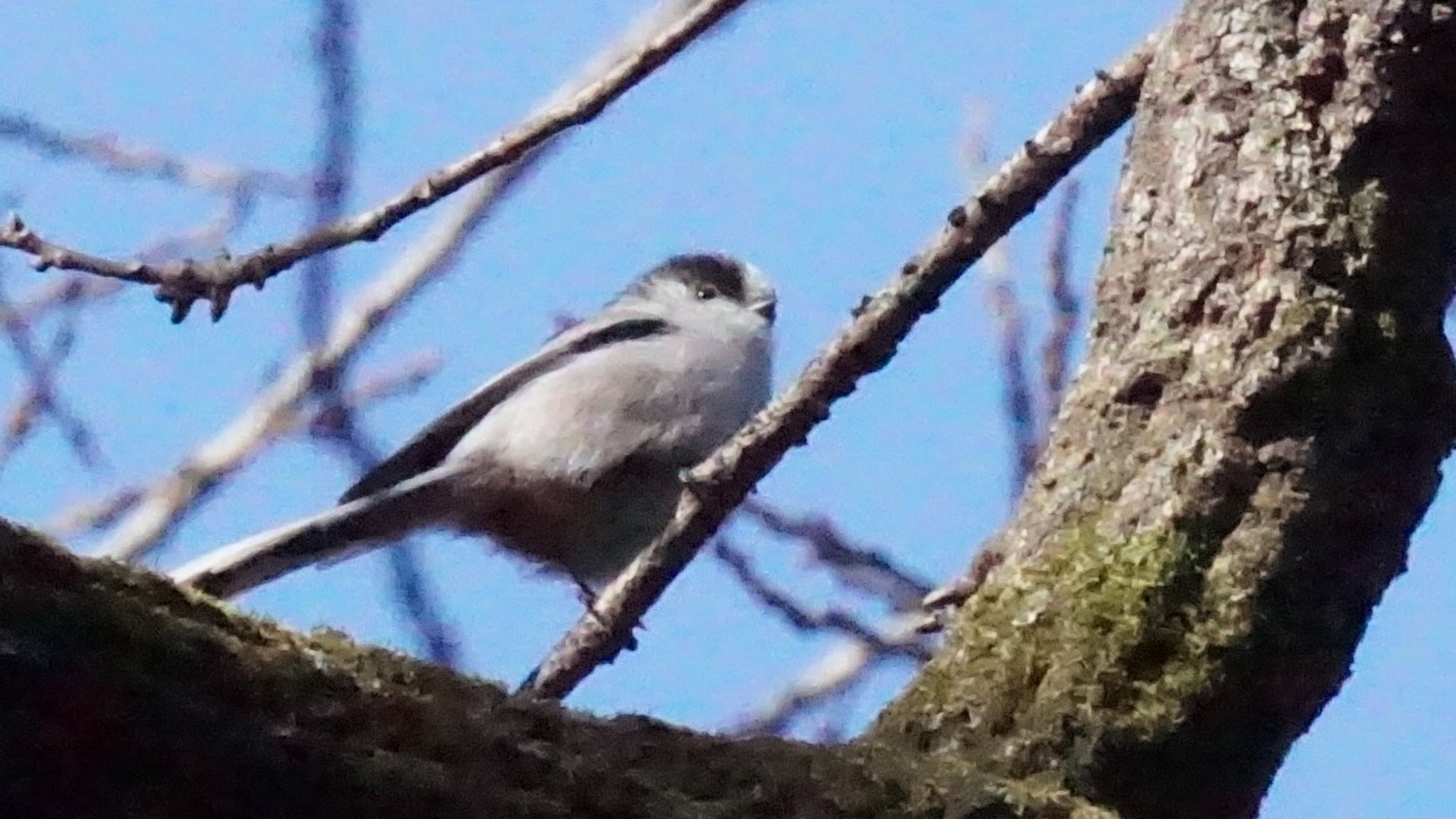 Photo of Long-tailed Tit at Ooaso Wild Bird Forest Park by ツピ太郎