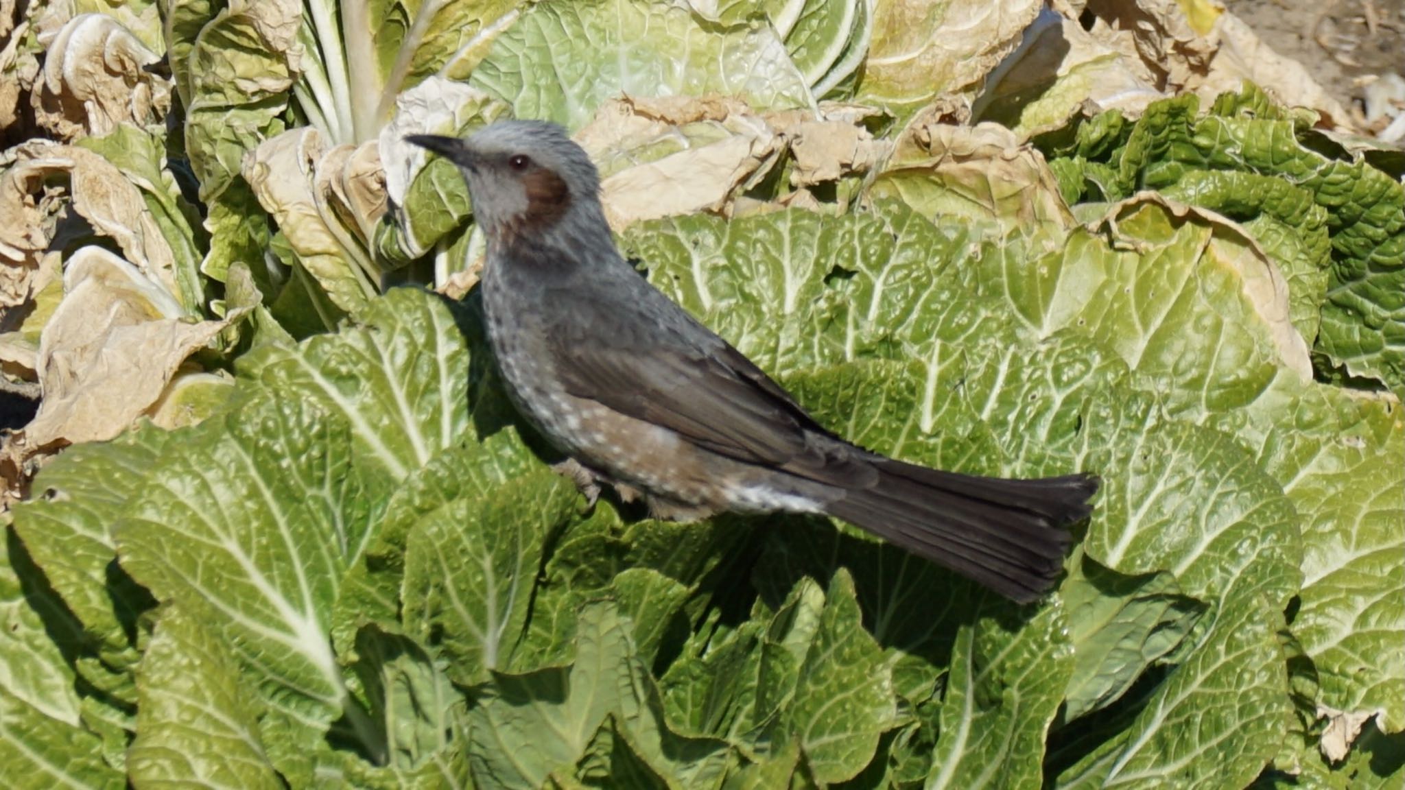 Brown-eared Bulbul