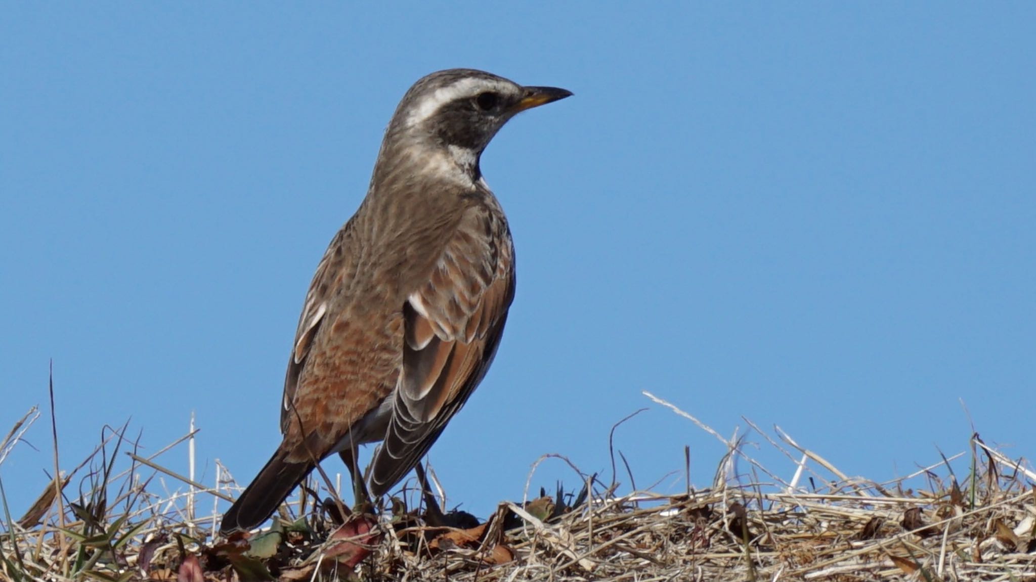 Dusky Thrush