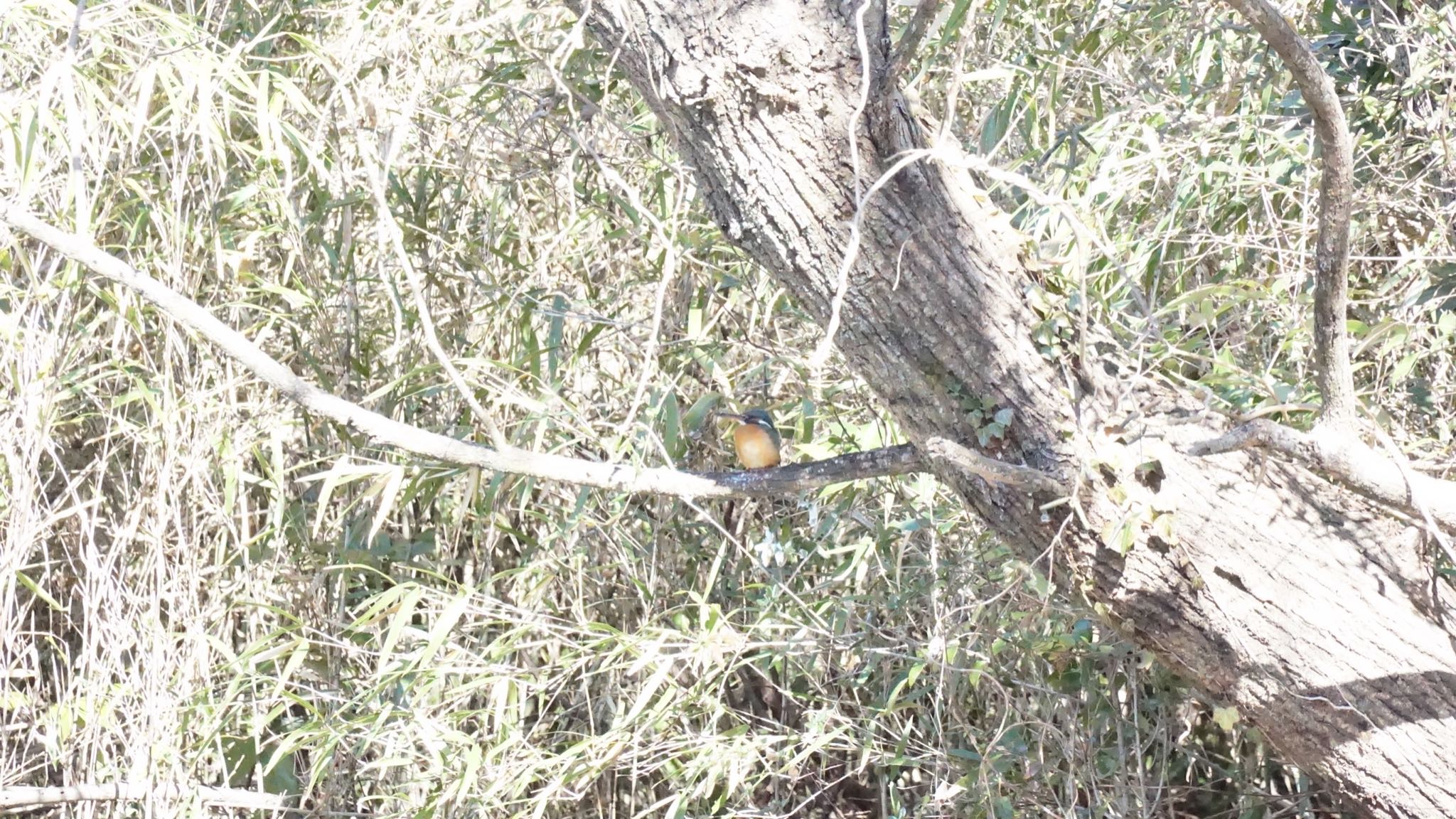 Photo of Common Kingfisher at Ooaso Wild Bird Forest Park by ツピ太郎