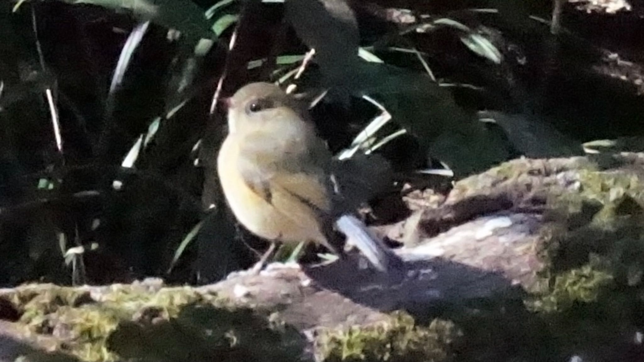 Red-flanked Bluetail