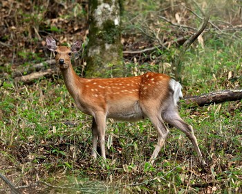 Unknown Species Yanagisawa Pass Thu, 8/11/2016