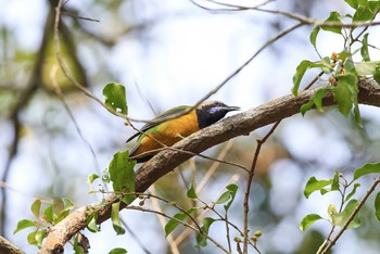 Orange-bellied Leafbird タイポカウ Fri, 11/4/2016