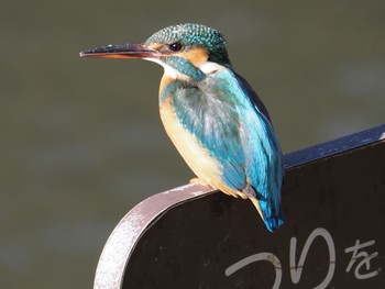 Sun, 1/31/2021 Birding report at 四季の森公園(横浜市緑区)