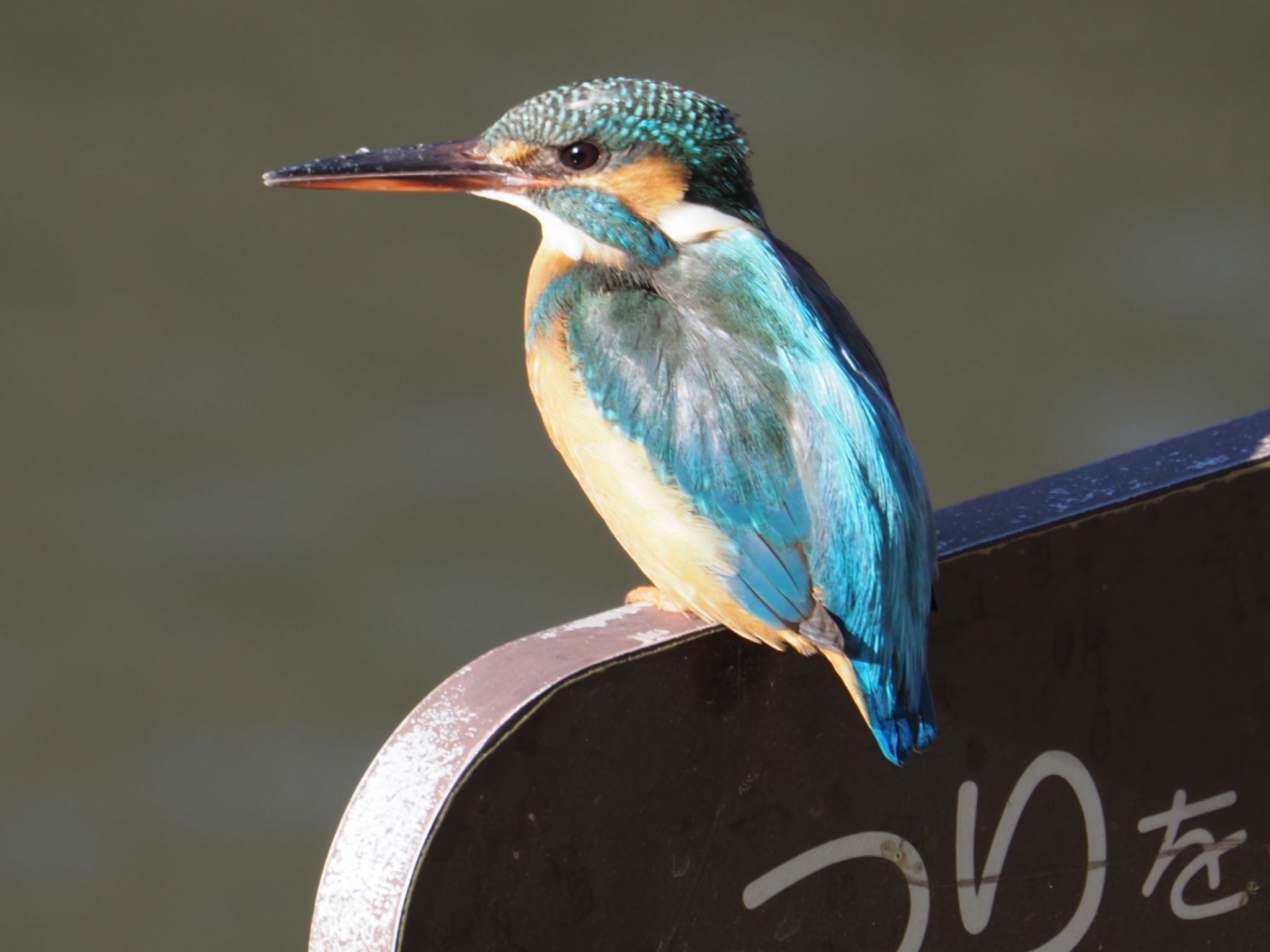 Common Kingfisher