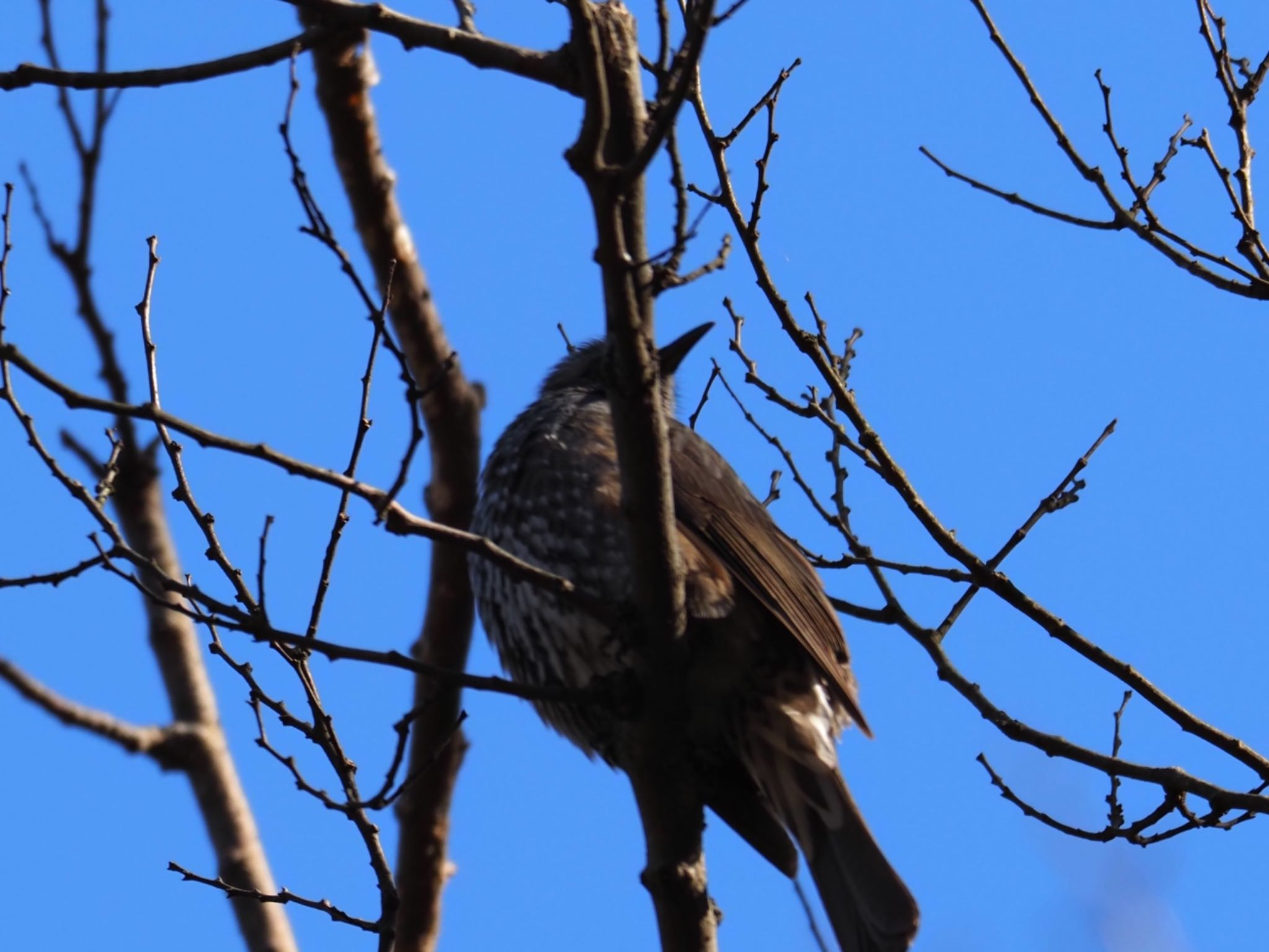 Brown-eared Bulbul